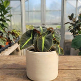Begonia Live Plant, Foliage Plant, 4-6 Inch Tall, 4 Inch Pot