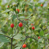 Red Chiltepin Pepper Live Plant, 4-7 Inch Tall Potted Plant, 4 Inch Pot