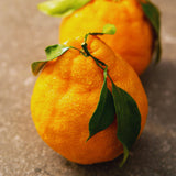 Orange Mandarin Tree Live Plant, Live Starter Plant, 1 Gallon Pot