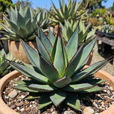 Blue Green Agave Succulent Live Plant, Home Garden Plant, 4 Inch Pot
