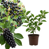 Chokecherry Live Plant, 5-8 Inches Tall