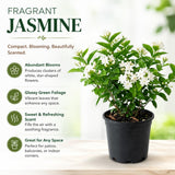 White Jasmine Plant Live, Fragrant Bloom Plant, 5-7 Inch Tall, 3.5 Inch Pot