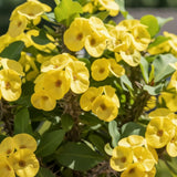 Yellow Crown of Thorns Live Plant, 4-7 Inch Tall, 4 Inch Pot