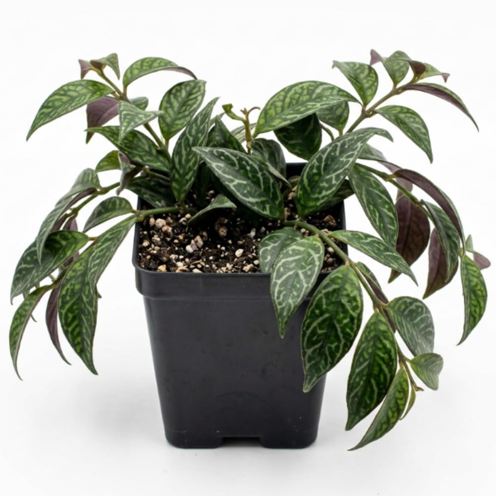 Lipstick Plant Live, Houseplant, 4 Inch Pot
