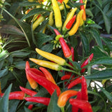 Hot Yellow Red Pepper Plants Live, 2 Plants Per Pot, 3-6 Inch Tall