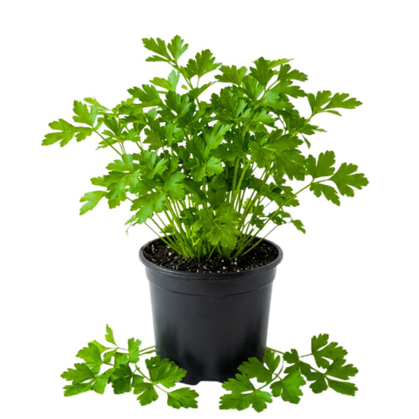 Parsley Live Plant, 3.5 in Pot, 4-8 in Tall, Culinary Herb Garden Plant