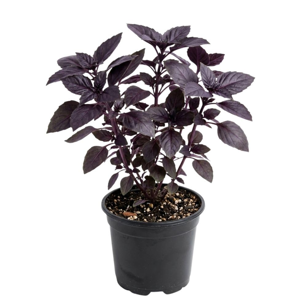 Dark Purple Basil 3-5" Tall, Basil Herb Plant in Pot