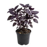 Dark Purple Basil 3-5" Tall, Basil Herb Plant in Pot