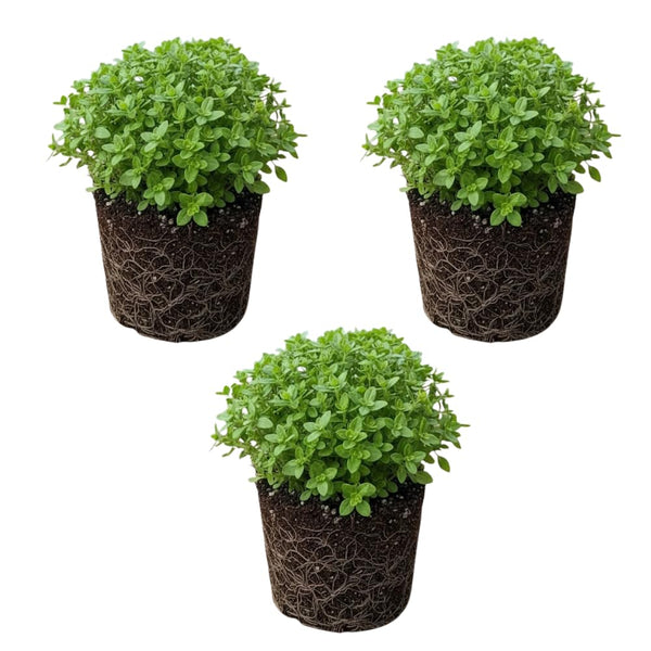 3 Greek Basil Plants, Sweet Basil Plants Live, 4-7 Inch Tall, 4 Inch Pot
