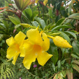 2 Yellow Live Mandevilla Plants, Live Starter Plant, 4-8 Inch Tall