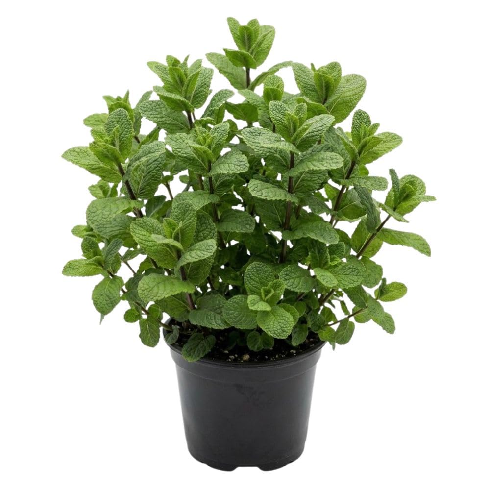 Mojito Mint Live Plant, 3–5 Inch Tall