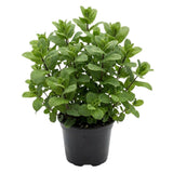 Mojito Mint Live Plant, 3–5 Inch Tall