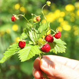 2 Red Strawberry Live Plants, Berry Plant, 3-5 Inch Tall, 3 Inch Pot