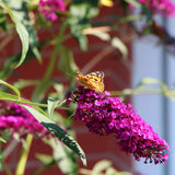 2 Raspberry Butterfly Bushes Plants Live, Flower Bush, 5-7 Inch Tall
