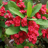 Red Crown of Thorns Plant Live, Long Blooming Succulent, 4 Inch Pot