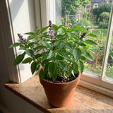 500 Basil Seeds for Planting, Container Garden Seeds