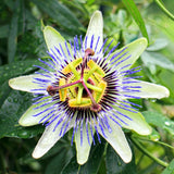 Blue Passion Flower Live Plant, Passiflora Garden Vine, 4-7 Inch Tall