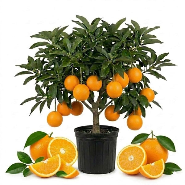 Orange Live Plant, Well-Rooted Citrus Tree, 1-2 Ft Tall, 1 Gallon Pot