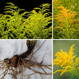10 Yellow Live Goldenrod Plants, Hardy Flower Plant