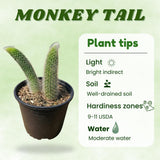 Trailing Monkey Tail Cactus Live Plant, Succulent Plant, 4 Inch Pot