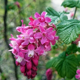 Pink Currant Live Plant, Berry Shrub, 6-10 Inch Tall, 4 Inch Pot