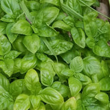 Large Leaf Sweet Basil Live Plant, 3–5 Inch Tall