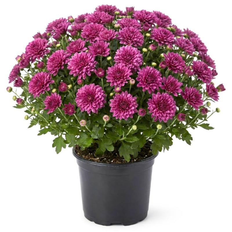 2 Purple Chrysanthemum Live Plants - 3-6 Inch Tall