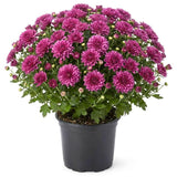 2 Purple Chrysanthemum Live Plants - 3-6 Inch Tall