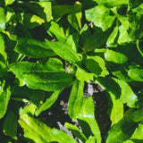 Culantro Plant Live, Garden Herb Plant, 3.5 Inch Pot