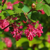 Pink Currant Bush Live Plant, Berry Shrub, 6-10 Inch Tall, 4 Inch Pot