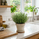 Thyme Live Plant, Indoor Outdoor Herb Plant, 5-8 Inch Tall