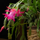 Light Pink Christmas Holiday Cactus Plant Live, Indoor Plant