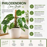 Velvet Leaf Philodendron Live Plant 4-6 Inches, Easy Care Indoor Houseplant for Home and Office, Tropical Foliage Philodendron