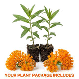 2 Orange Milkweed Live Plants, 3-6 Inch Tall