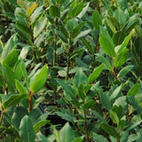 Sweet Bay Leaf Tree Plant Live, Bay Laurel Herb, 8-12 Inch Tall