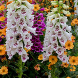 White Foxglove Flower Live Plant, 3-6 Inch Tall, 3 Inch Pot