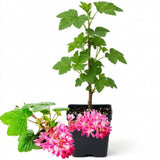 Pink Currant Live Plant, Berry Shrub, 6-10 Inch Tall, 4 Inch Pot