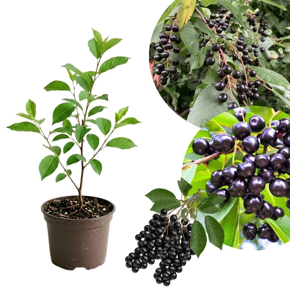 Live Chokecherry Plant 5 Inch Pot, Aronia Berry Plant 5-8" Tall