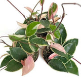 Live Hoya Tricolor House Plant 2" Pot