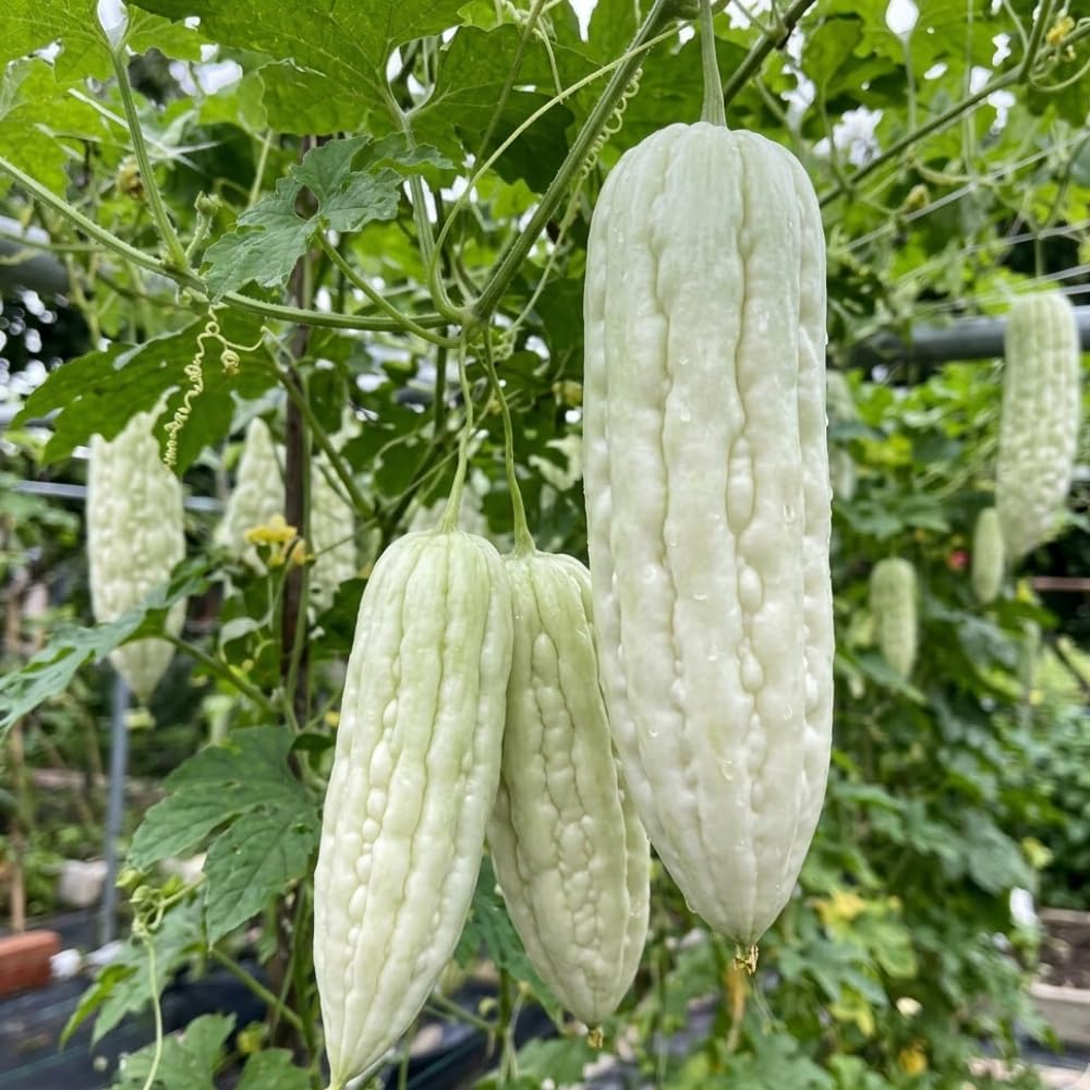 10 Live White Jade Bittermelon Seeds, Fresh Garden Seeds