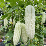 10 Live White Jade Bittermelon Seeds, Fresh Garden Seeds