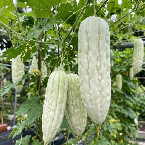 10 Live White Jade Bittermelon Seeds, Fresh Garden Seeds