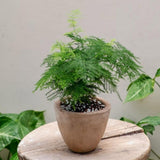 Asparagus Fern Plant Live, Houseplant, 4-6 Inch Tall, 4 Inch Pot
