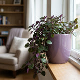 Purple Swedish Ivy Plectranthus Plant Live, 4-6 Inch Tall, 4 Inch Pot