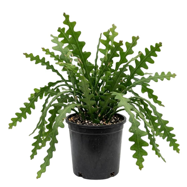 Fishbone Cactus Epiphyllum Live Plant, Indoor Cactus Plant, 4 Inch Pot