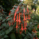Orange Red Fuchsia Live Plant, Fushsia Flowers, 4-8 Inch Tall, 5 Inch Pot