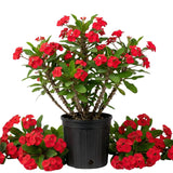 Red Crown of Thorns Live Plant, Potted Cactus Plant, 4 Inch Pot