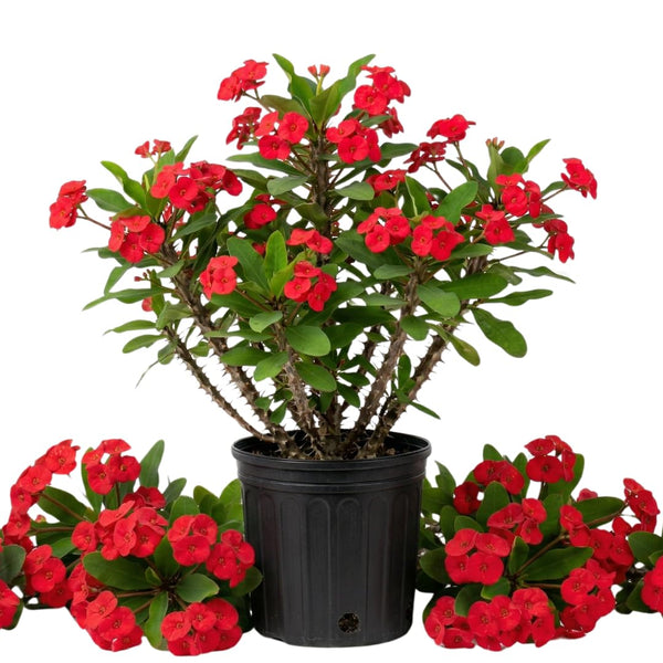 Red Crown of Thorns Live Plant, Potted Cactus Plant, 4 Inch Pot