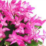 Pink Holiday Cactus Plant Live, Houseplant, 4-7 Inch Tall, 4 Inch Pot