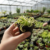 Curly Spider Live Plant, Indoor Decor Plant, 3-5 Inch Tall, 2 Inch Pot